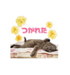 金子家のペットたちスタンプ（個別スタンプ：11）