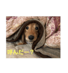 バティの日常（個別スタンプ：16）
