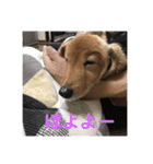 バティの日常（個別スタンプ：20）