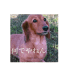 バティの日常（個別スタンプ：21）