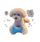 トイプードルのグティ（個別スタンプ：5）