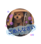 トイプードルのグティ（個別スタンプ：7）