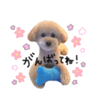 トイプードルのグティ（個別スタンプ：8）