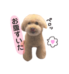 トイプードルのグティ（個別スタンプ：14）