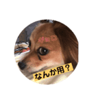チップその3（個別スタンプ：1）