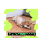 チップその3（個別スタンプ：3）
