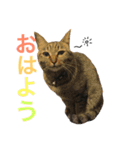にゃんんんコず。2nd（個別スタンプ：2）