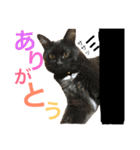 にゃんんんコず。2nd（個別スタンプ：4）