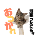 にゃんんんコず。2nd（個別スタンプ：6）