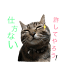 にゃんんんコず。2nd（個別スタンプ：7）