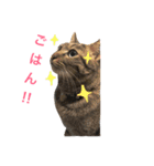 にゃんんんコず。2nd（個別スタンプ：8）