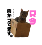 にゃんんんコず。2nd（個別スタンプ：9）
