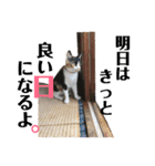 にゃんんんコず。2nd（個別スタンプ：15）