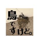 にゃんんんコず。2nd（個別スタンプ：16）