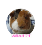 モルモットのモコモコちゃん（個別スタンプ：2）