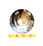 モルモットのモコモコちゃん（個別スタンプ：3）