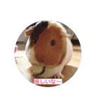 モルモットのモコモコちゃん（個別スタンプ：4）