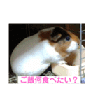 モルモットのモコモコちゃん（個別スタンプ：6）