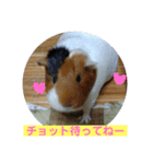 モルモットのモコモコちゃん（個別スタンプ：11）
