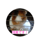 モルモットのモコモコちゃん（個別スタンプ：12）