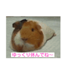 モルモットのモコモコちゃん（個別スタンプ：13）