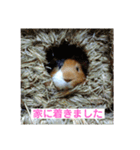 モルモットのモコモコちゃん（個別スタンプ：16）