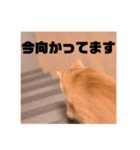 日常むぎ（個別スタンプ：5）