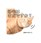 日常むぎ（個別スタンプ：8）