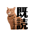 日常むぎ（個別スタンプ：15）