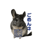 チンチラちゃん2（個別スタンプ：10）