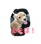 チワックスのロン 日常編（個別スタンプ：1）