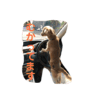 チワックスのロン 日常編（個別スタンプ：2）