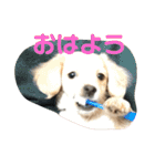 チワックスのロン 日常編（個別スタンプ：5）