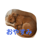 チワックスのロン 日常編（個別スタンプ：6）