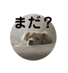 チワックスのロン 日常編（個別スタンプ：10）
