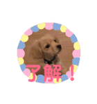 チワックスのロン 日常編（個別スタンプ：11）