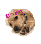 チワックスのロン 日常編（個別スタンプ：18）
