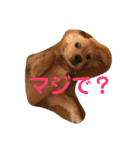 チワックスのロン 日常編（個別スタンプ：20）