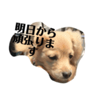 チワックスのロン 日常編（個別スタンプ：22）