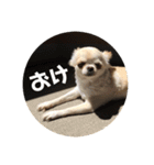 ちょこ_チワワ（個別スタンプ：1）