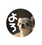 ちょこ_チワワ（個別スタンプ：2）