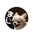 ちょこ_チワワ（個別スタンプ：3）