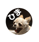 ちょこ_チワワ（個別スタンプ：4）
