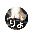 ちょこ_チワワ（個別スタンプ：5）