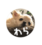 ちょこ_チワワ（個別スタンプ：6）