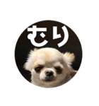 ちょこ_チワワ（個別スタンプ：7）