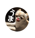 ちょこ_チワワ（個別スタンプ：8）
