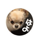 ちょこ_チワワ（個別スタンプ：11）