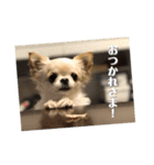 ちょこ_チワワ（個別スタンプ：17）