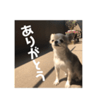 ちょこ_チワワ（個別スタンプ：18）